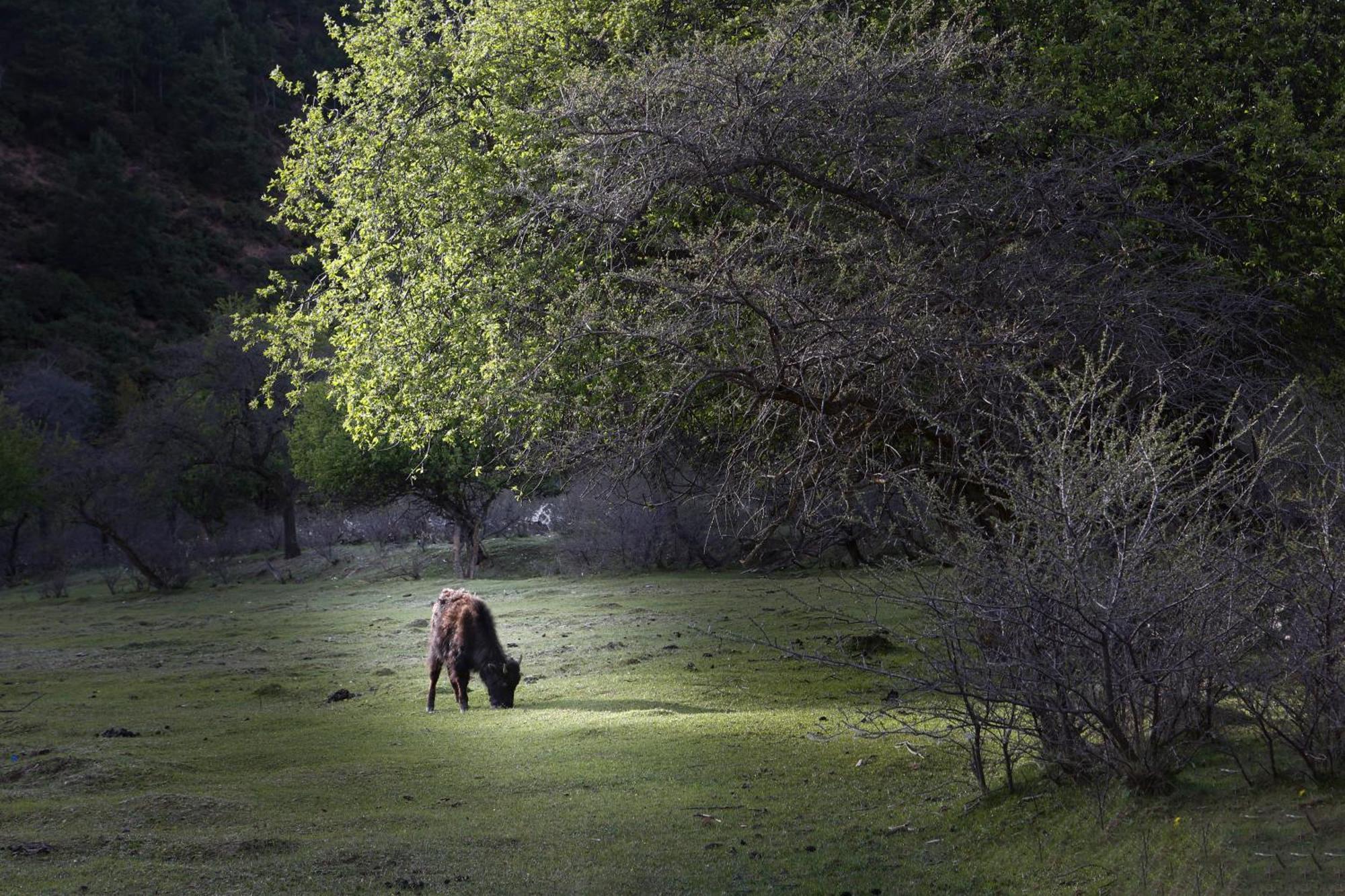 Banyan Tree Ringha Otel Shangri-La Dış mekan fotoğraf