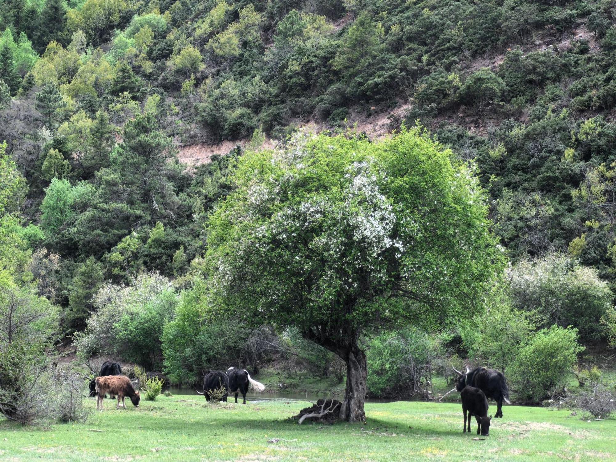 Banyan Tree Ringha Otel Shangri-La Dış mekan fotoğraf